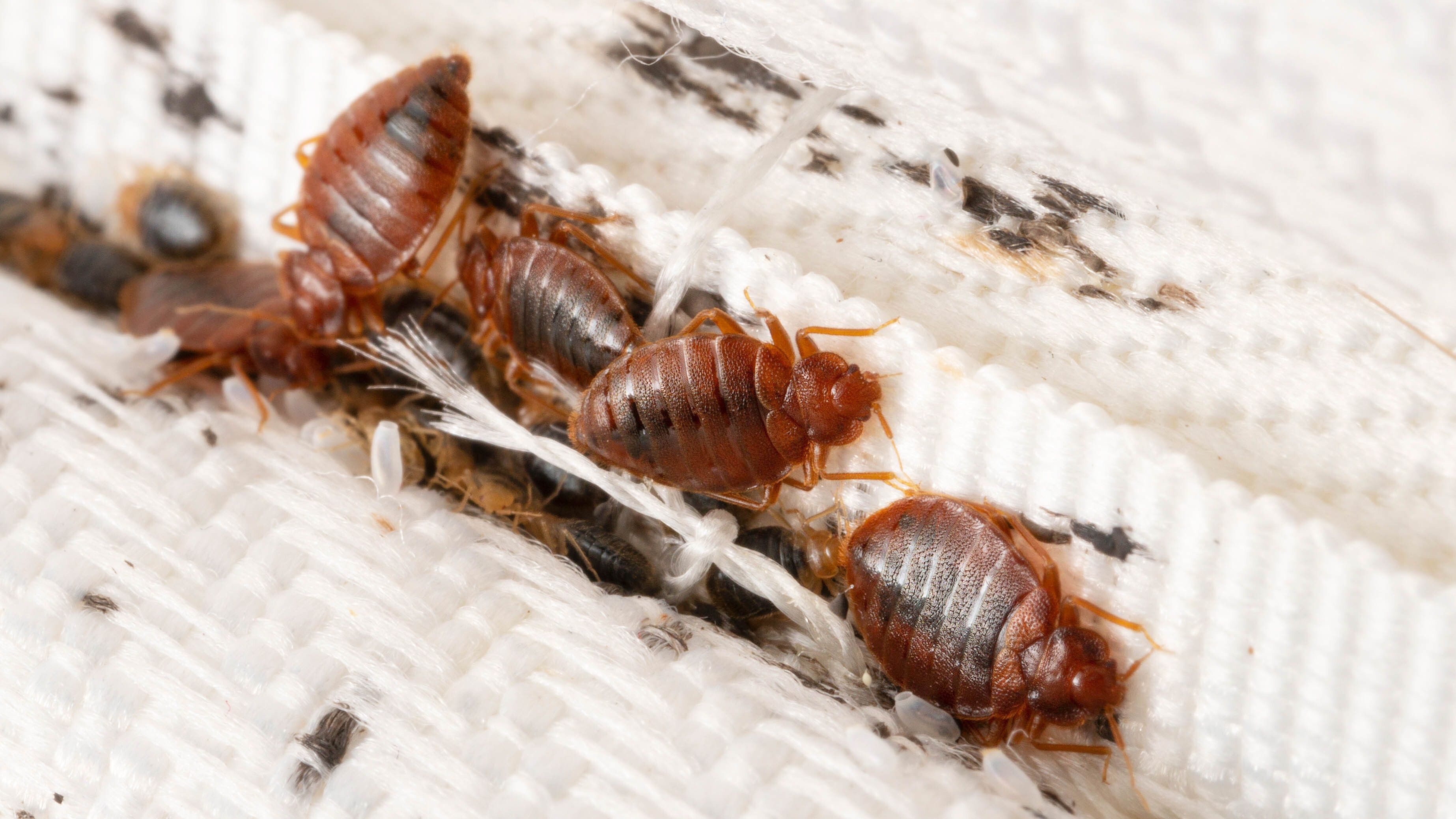 Why do bed bugs come out at night? Plus how to get…