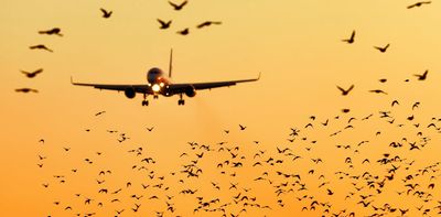 Bird strike: what happens when a plane collides with a bird?