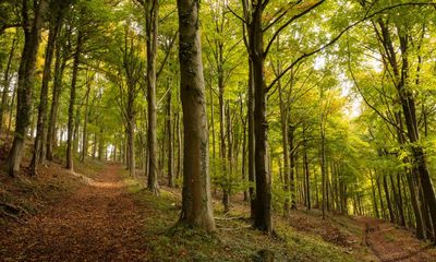 Plantwatch: the trees that synchronise reproduction around summer solstice