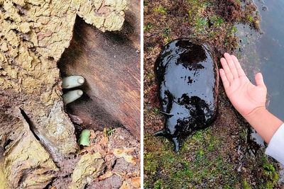 50 Of The Most Horrific Things Mother Nature Produced That People Caught On Camera (New Pics)