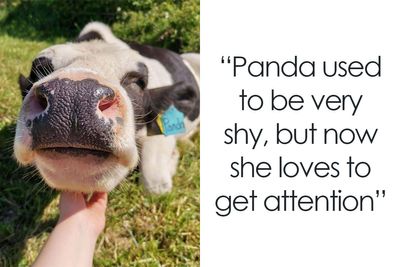 50 Times Animals Were Being So Cute, People Just Had To Snap A Pic (New Pics)