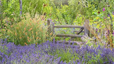 Best lavender companion plants – 8 plants to pair with these fragrant flowers