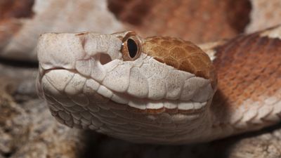 Copperhead snakes: Facts, bites & babies