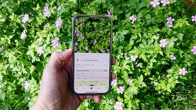 This AI-powered iPhone feature will identify flowers for you — and I'm hooked