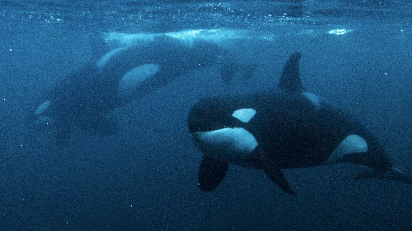 Orcas are eating sharks in the Gulf of California