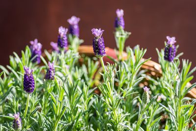 Planting Lavender in Containers — The Gardening Tricks to Grow This Fragrant Herb in Pots Much Better