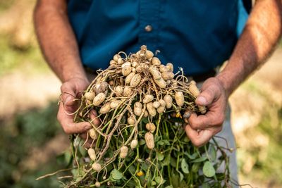 You don't have to live in the tropics to grow peanuts