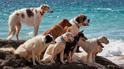 21 gorgeous large breed dogs
