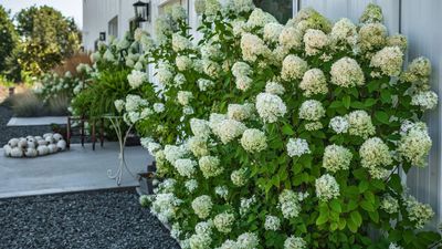 Best shrubs for shade – inspiring options for scent, hedging and seasonal color