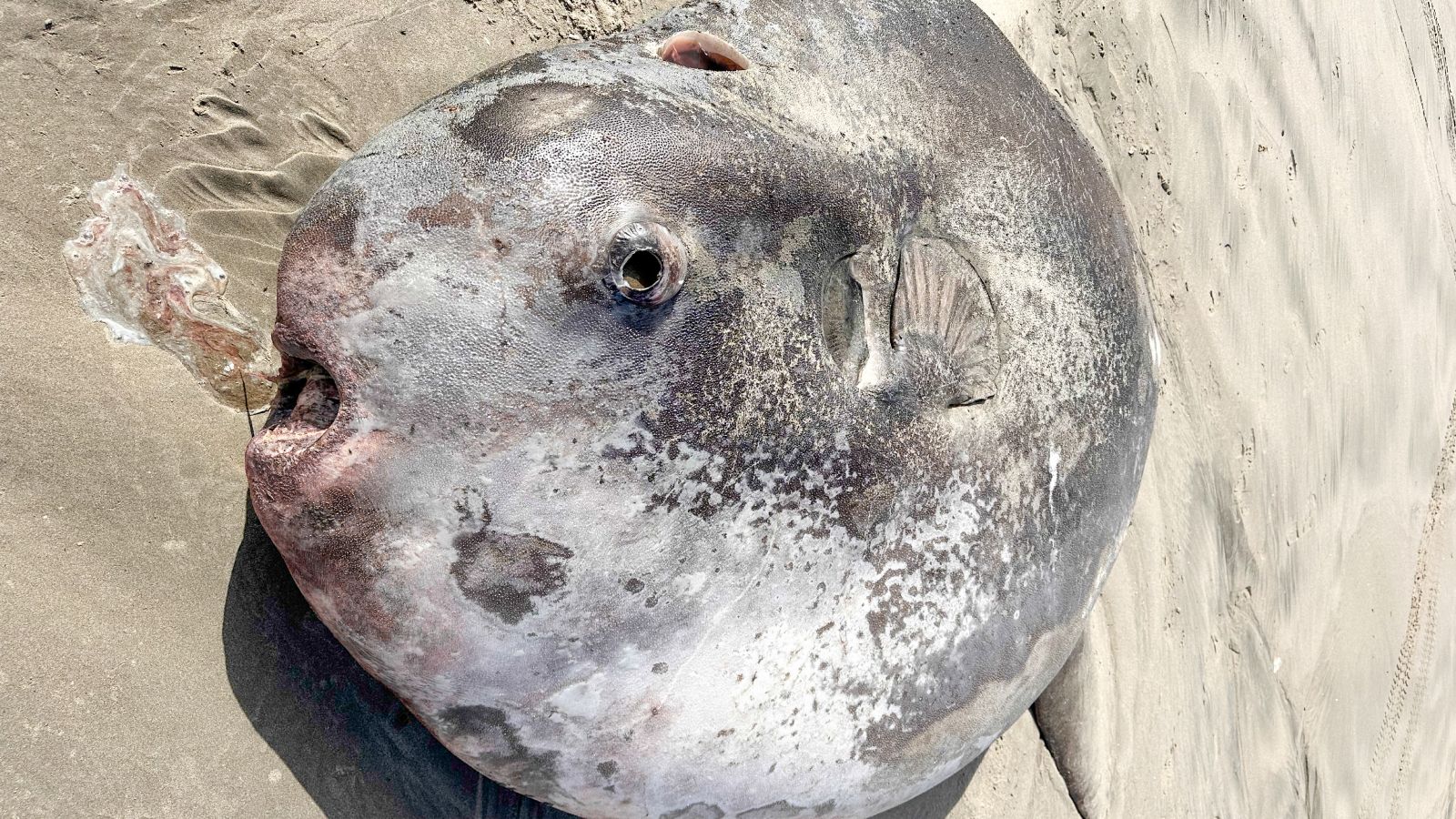 Gigantic sunfish that washed up on Oregon beach could…