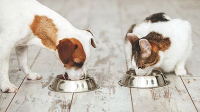 Can dogs eat cat food? A vet has the answer