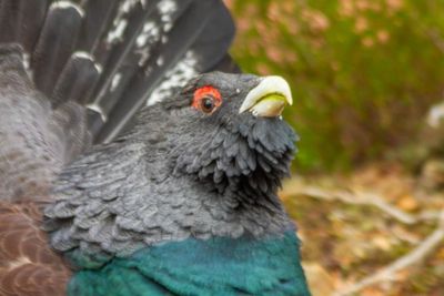 'Lifeline' for Scotland's capercaillie population as feeding trial successful