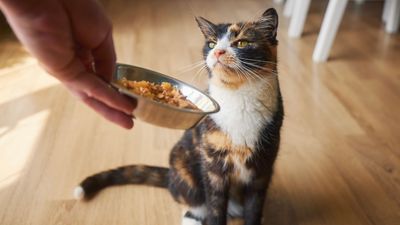 Is your cat fussy about food? Vet shares 9 reasons why and how to help them eat