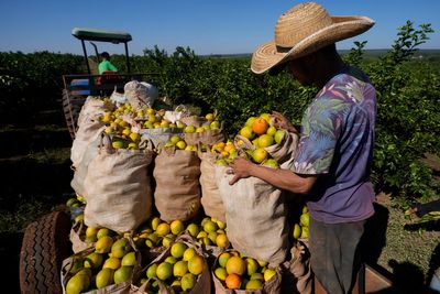 Out of juice: Prices of OJ are reaching all-time highs as climate-fueled extreme weather devastates industry