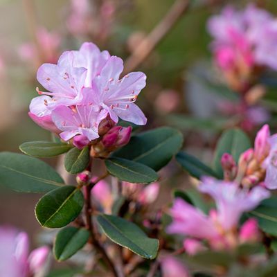 Should you deadhead azaleas? Everything you need to know to keep them thriving year after year