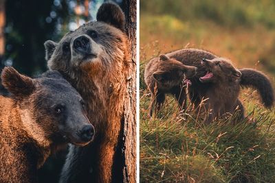 Artist Shows The Personalities And Emotions Of Animals Through Captivating Photographs (35 Pics)