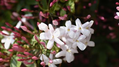 How and when to fertilize jasmine – for healthy climbing plants full of blooms