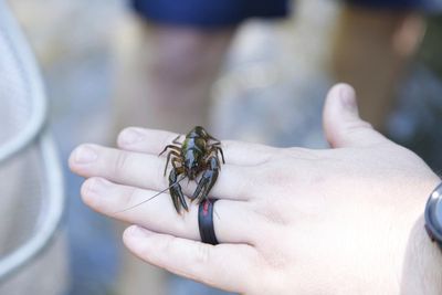 For the endangered Nashville crayfish, its rebound is both good and bad news