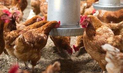 Bird flu detected at egg farm in Sydney’s Hawkesbury