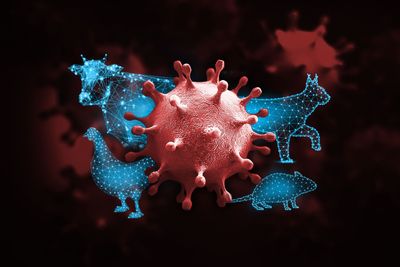 The biggest mysteries about bird flu
