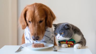 Can cats eat dog food? A vet's guide to whether dog food is bad for cats