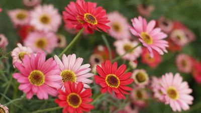 How to grow and care for gerbera daisies – expert tips for creating a bright display that lasts longer