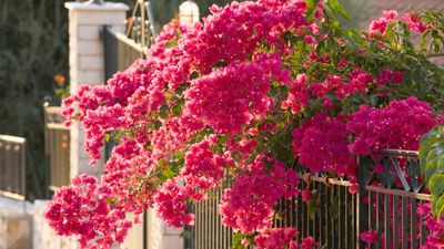 How to fertilize bougainvillea – for vibrant flowers