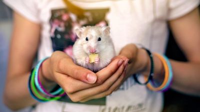 How long can a hamster go without food?