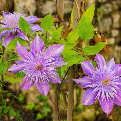 Should you deadhead clematis? What you need to do to encourage new flowers on your climber