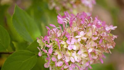 What to plant with hydrangeas – 10 stunning companion plants