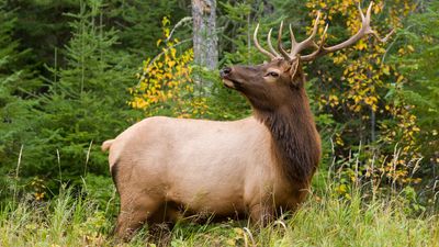 Curious Colorado elk surprises kids by joining them for a game of soccer