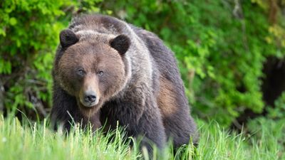 Marathon grinds to a halt when wayward grizzly bears take over the course