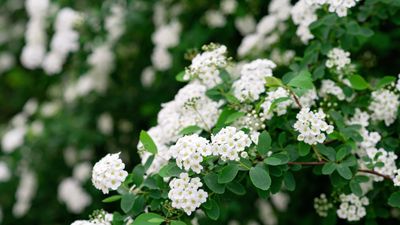 Best spiraea varieties: 10 superb shrubs for fantastic flowers and foliage