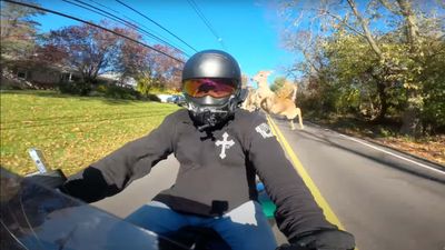 Motorcycle Rider Nearly Gets Hit By a Flying Deer, Both Escape Doom