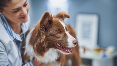 How to Find Affordable Pet Insurance
