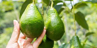 What actually makes avocados bad for the environment?