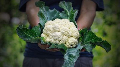 How and when to harvest cauliflower for tender and sweet curds