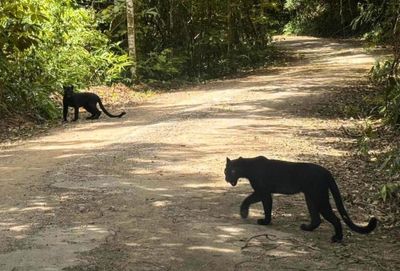 Park visitor spots two panthers