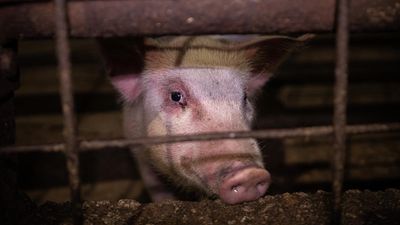 Demand for 'extreme' piggery and farm restrictions