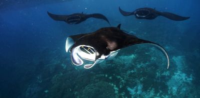 We discovered Raja Ampat’s reef manta rays prefer staying close to home – which could help us save more of them