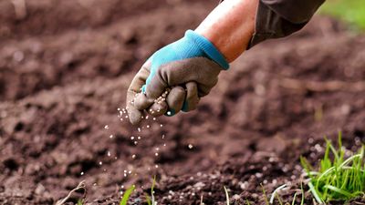 7 common fertilizing mistakes and how to avoid making them in your garden