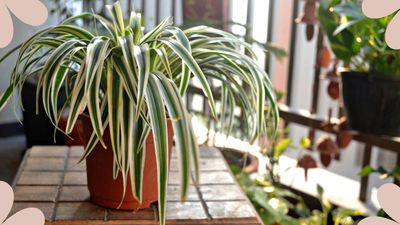 How to look after a spider plant – expert tips to care for this leggy beauty