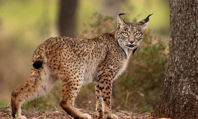 Iberian lynx no longer endangered after numbers improve in Spain and Portugal