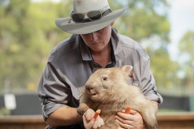 Tasmania lists ‘wombat walker’ among odd jobs to boost winter tourism