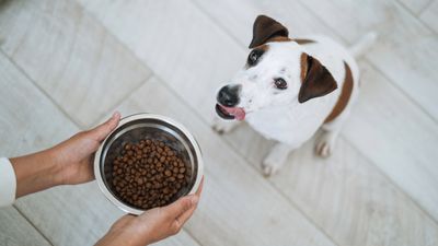 Can you freeze dry dog food? Here's the best way to store kibble to keep it fresh
