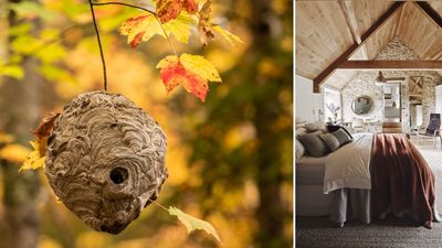 How to get rid of hornets in your home – humane and safe ways to deter these pests