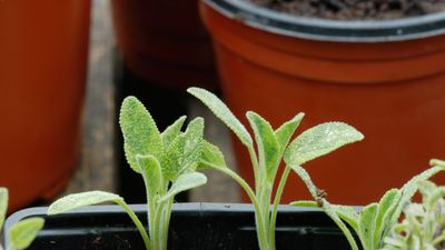 How to propagate salvia – expert advice for successful softwood cuttings