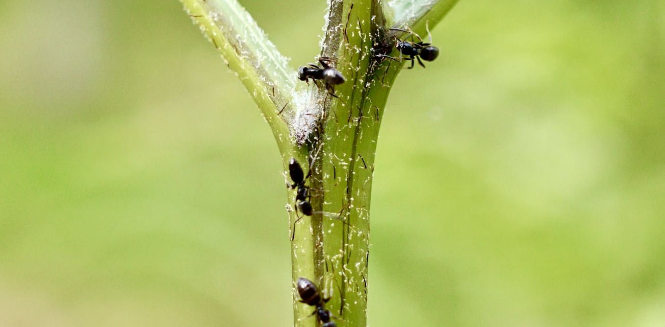 Ferns and flowers bribe helpful ant defenders with…