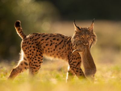 Iberian Lynx rebounds from the brink of extinction