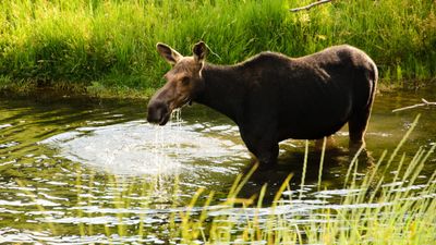 "I didn't think I'd have to deal with this today" – video shows dramatic rescue of baby moose trapped in Alaskan lake